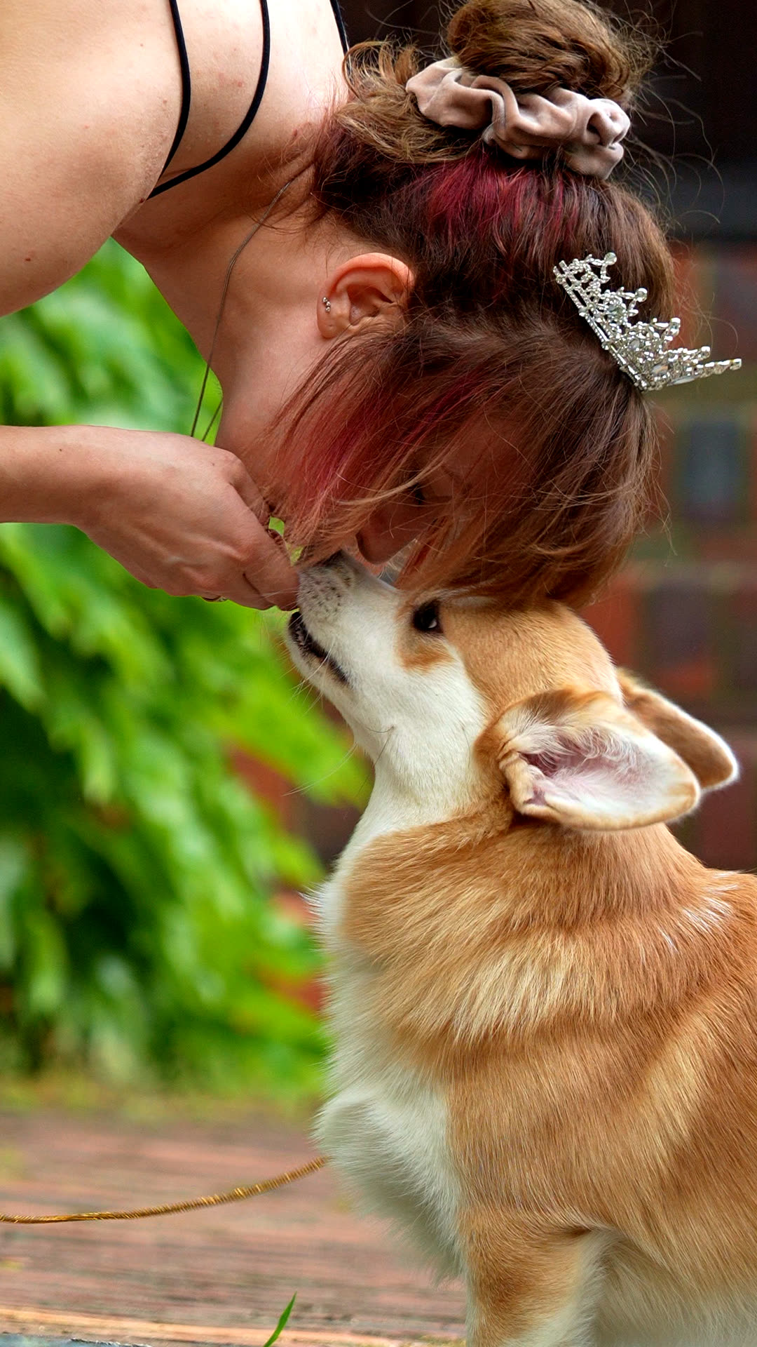 Corgi stojący pośród wysokich traw w świetle zachodzącego słońca